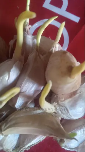 Garlic Cloves Seedlings. Rwanda / Rhino / Moyale. Moq 5kg