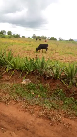 50 by 100 Plots at Konza,Tecno City,Red Soil