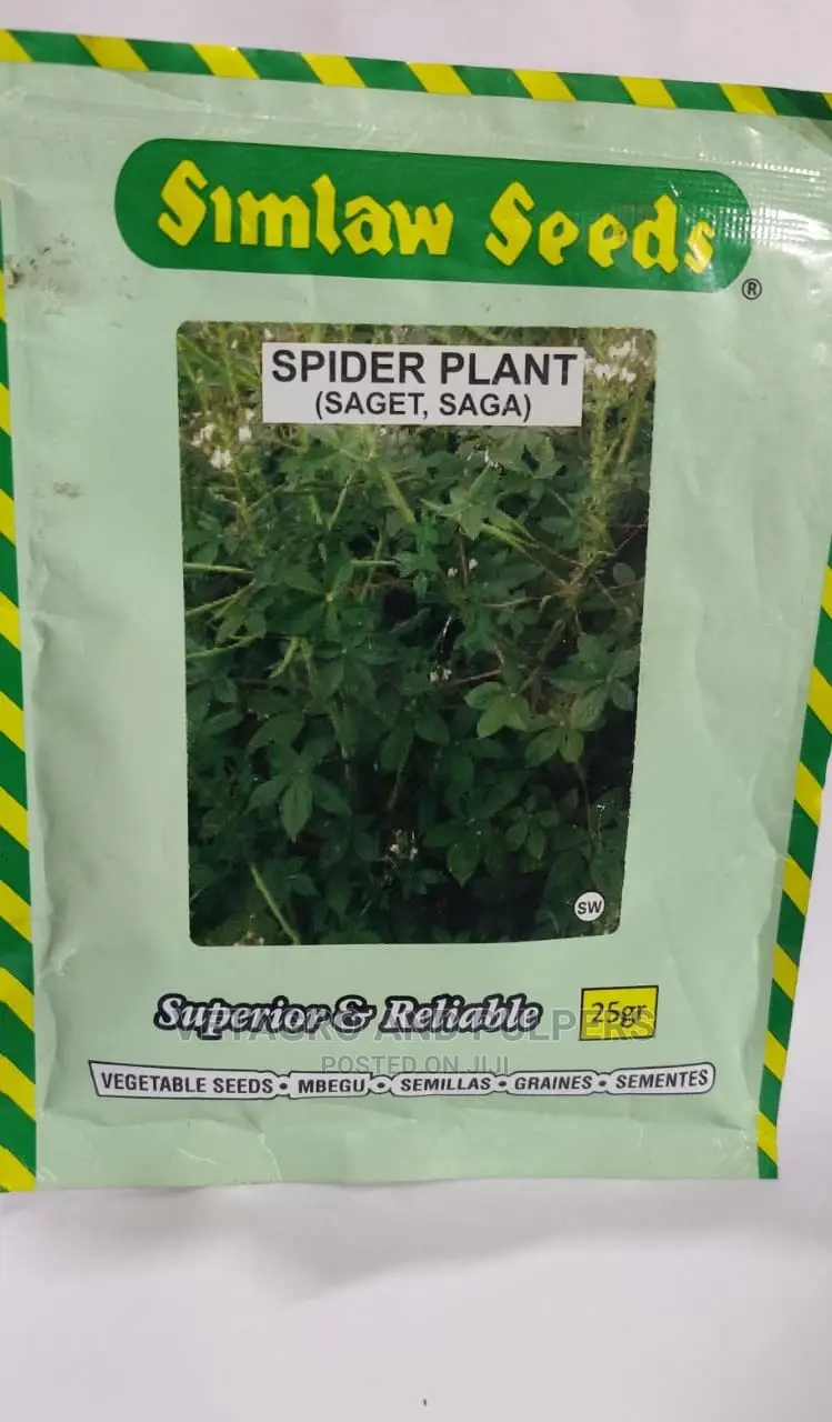 Spider Plant (Saget, Saga) Seeds