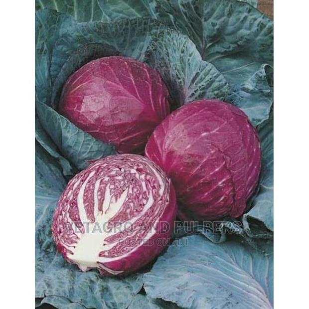 Red Cabbage Ruby Ball Seeds10gm - thumbnail 3