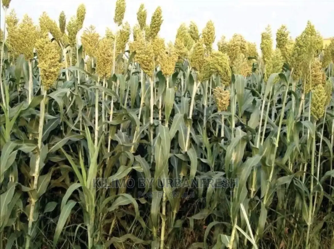 Sumac Sorghum Seeds Highbreed for Silage 5kgs