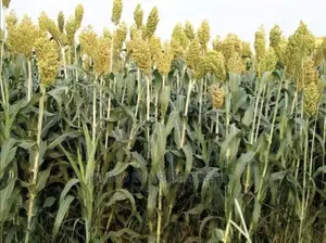 Sumac Sorghum Seeds Highbreed for Silage 5kgs
