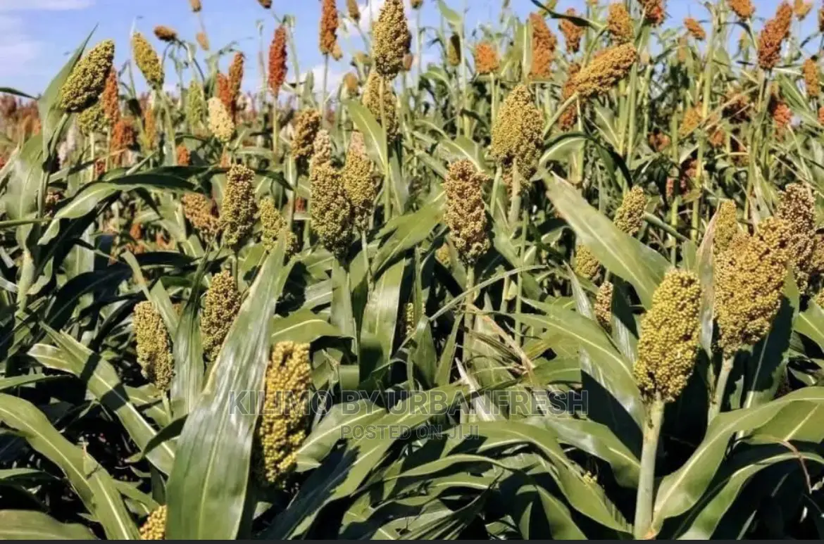 Sumac Sorghum Seeds Highbreed for Silage 5kgs