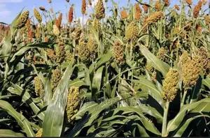 Sumac Sorghum Seeds Highbreed for Silage 5kgs