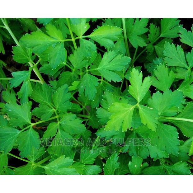 Parsley Dark Green Italian Seeds 10G - thumbnail 4