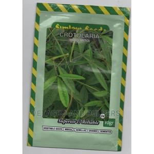 Clotolaria (Miro, Mito) Seeds - thumbnail 2