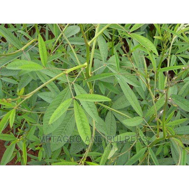 Clotolaria (Miro, Mito) Seeds - thumbnail 4