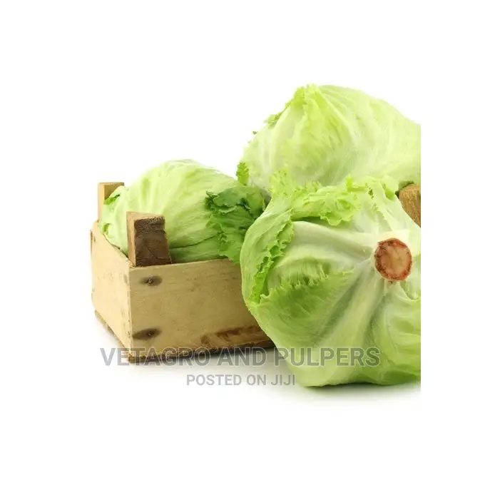 Lettuce Great Lakes Mesa 659 Seeds 10gm