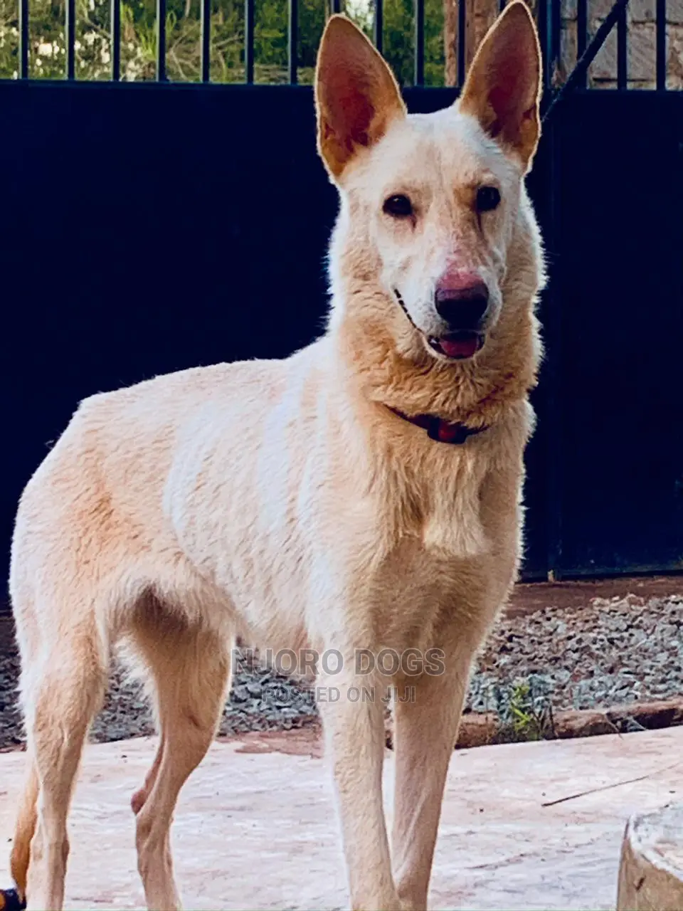 Dog Training Services