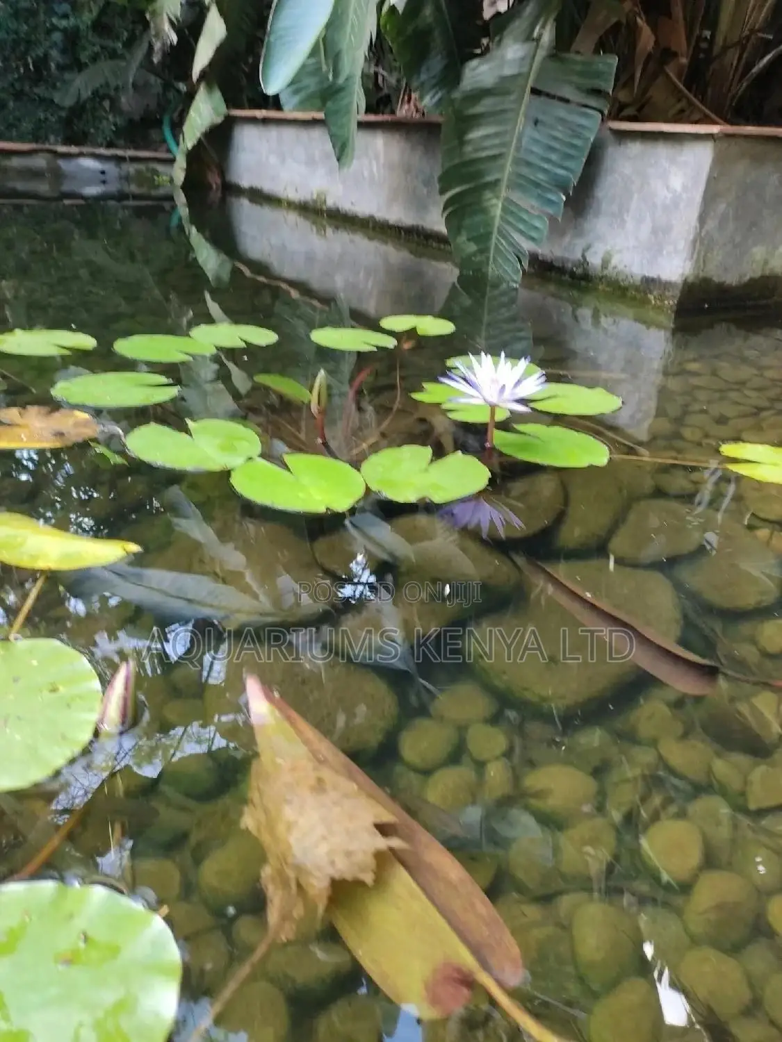 Purple Flowers Water Lilies