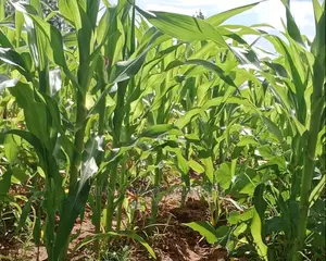 10 Acres at Konza,Old Mombasa Road,Second Row