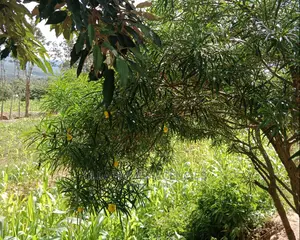 2 Acres At Yaitha,Kyawalia,1km From Wote Road Tarmac