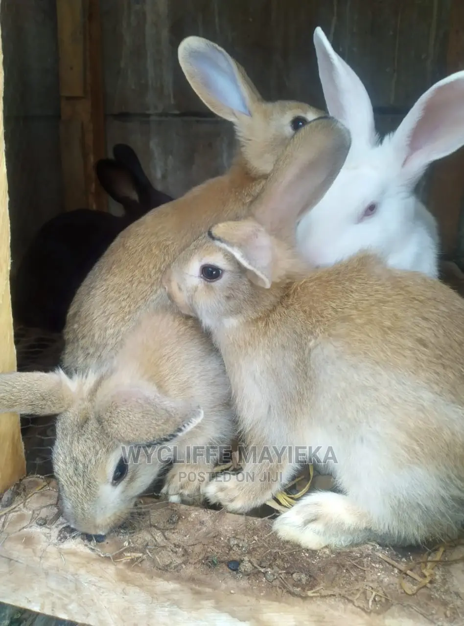 Giant Hybrid Rabbits Available for Sale at Umoja