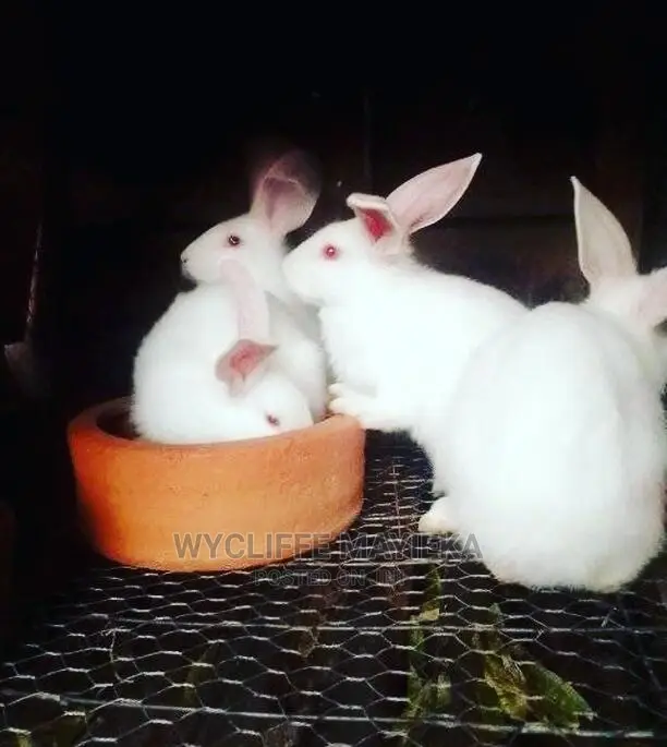 Giant Hybrid Rabbits Available for Sale at Umoja