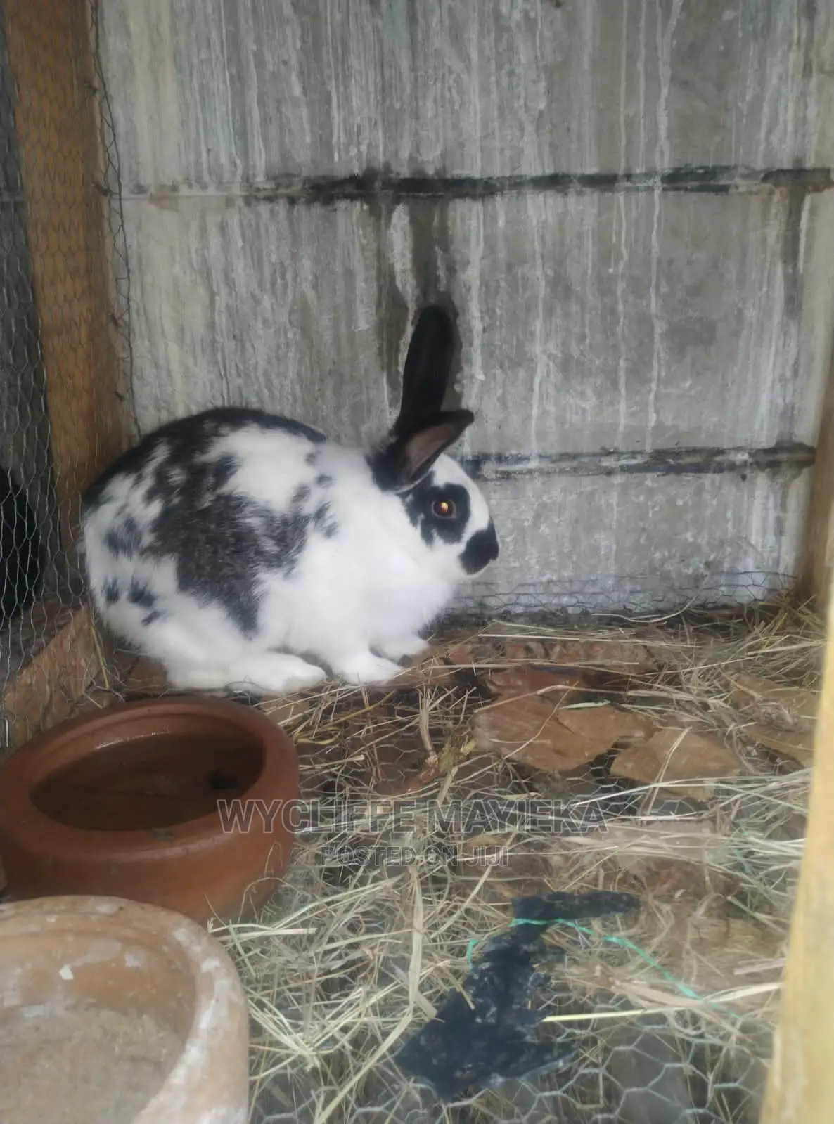 Giant Hybrid Rabbits Available for Sale at Umoja