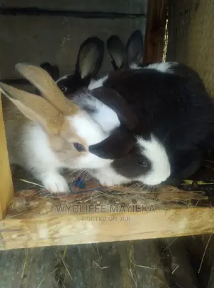 Giant Hybrid Rabbits Available for Sale at Umoja