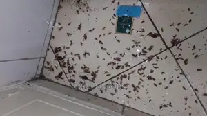 Fumigation in Cleaning Services