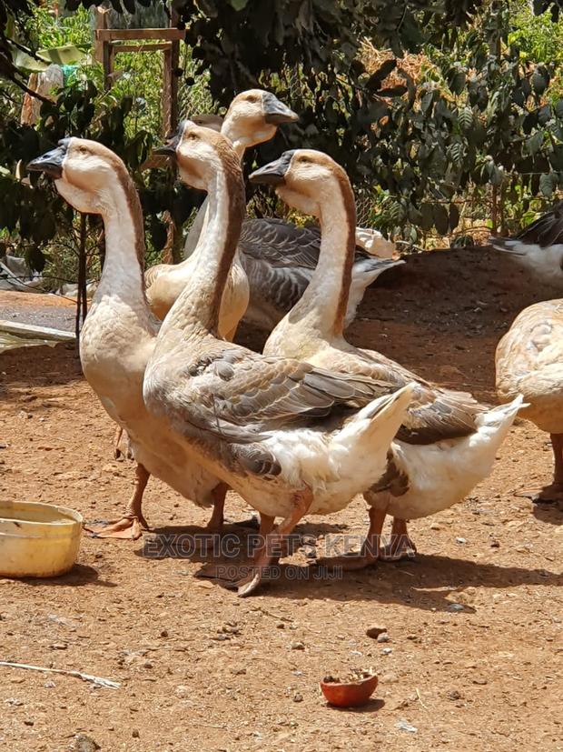 African Geese - main view