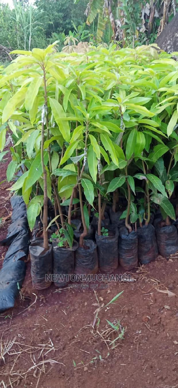 Apple Mango Grafted Seedlings - main view
