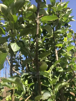 Red Delicious Apple Seedlings.