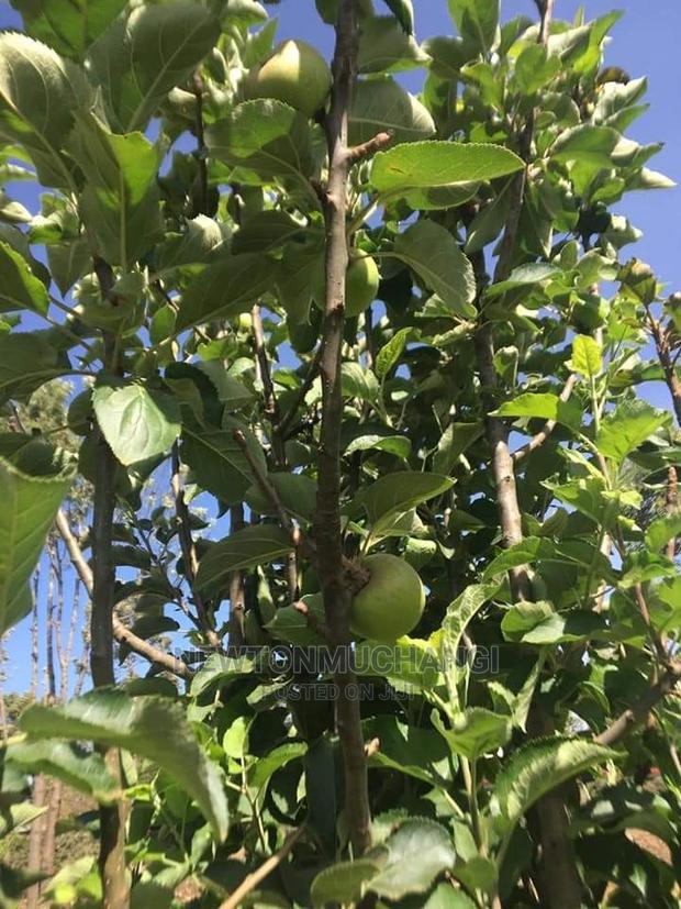 Red Delicious Apple Seedlings. - thumbnail 3