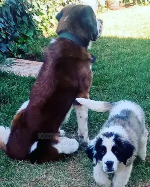 1-3 Months Male Purebred Saint Bernard