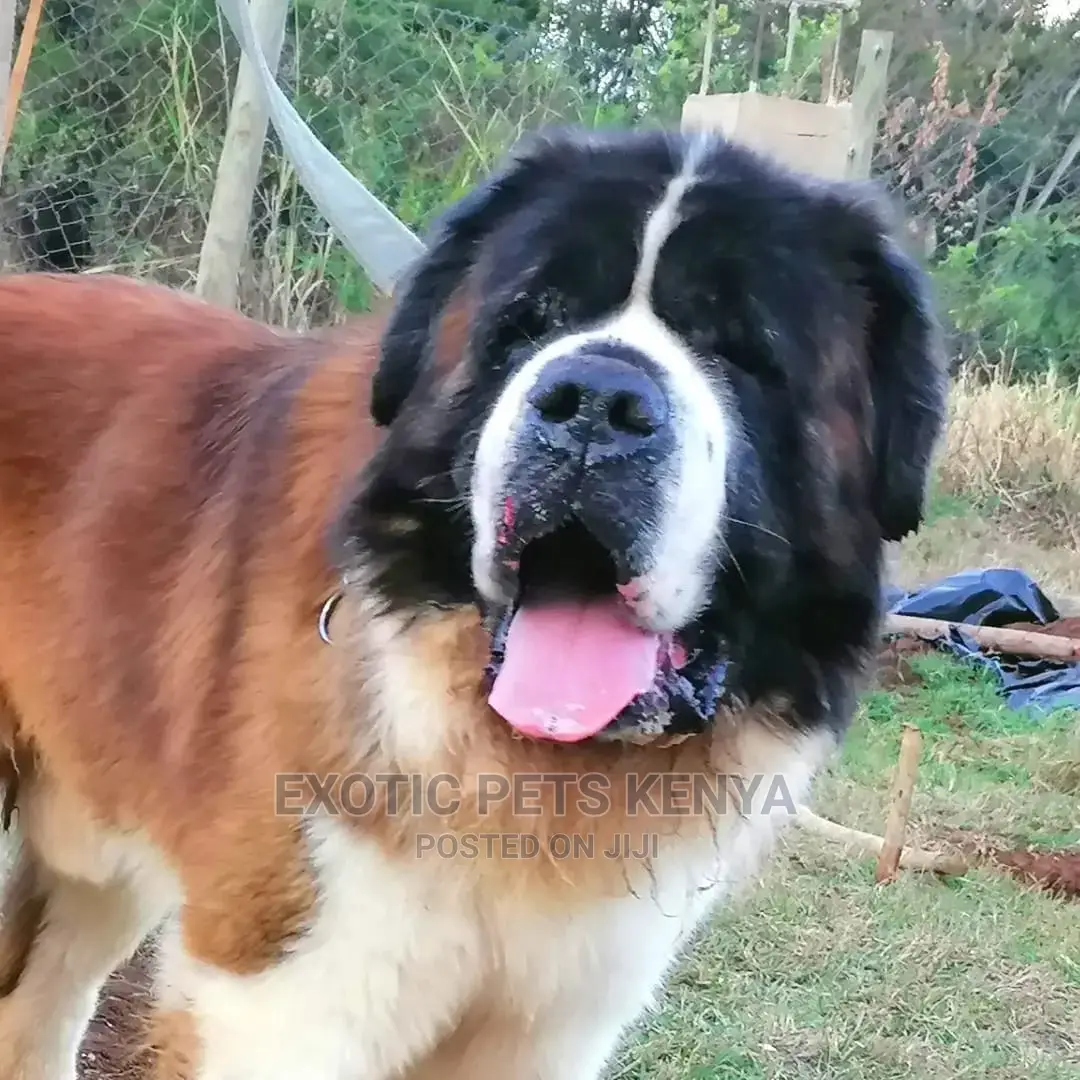 1-3 Months Male Purebred Saint Bernard