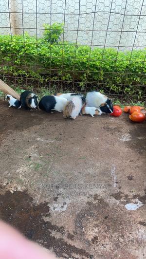 Guniea Pigs - thumbnail 2