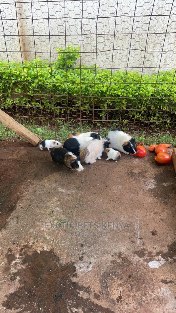 Guniea Pigs - thumbnail 3