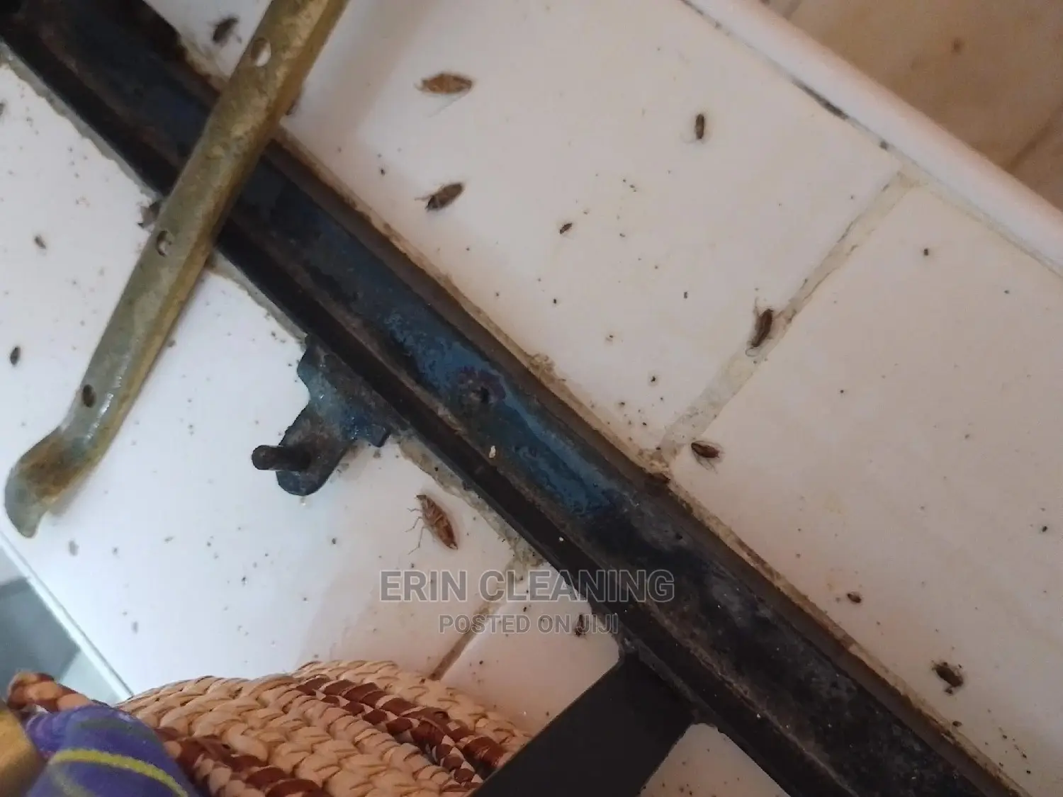 Pest Services of Bedbugs and Cockroaches