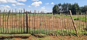 1 Acre for Sale in Marura After Kimumu in Eldore