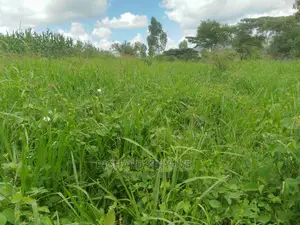 Bricharia Splits for Planting.