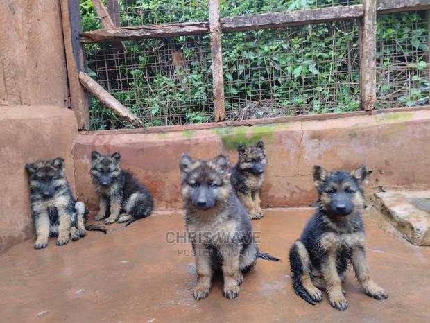 1-3 Months Male Purebred German Shepherd - main view