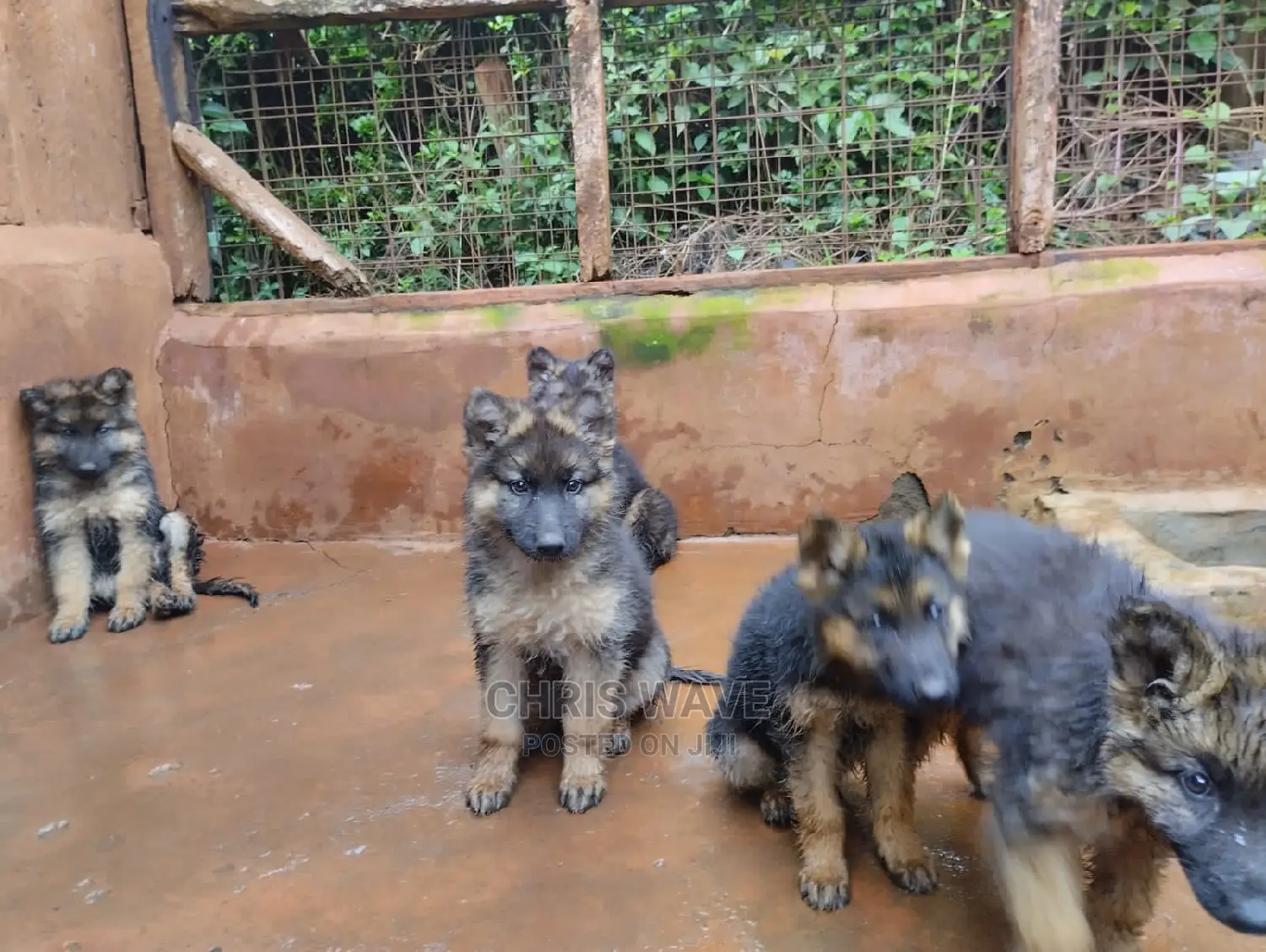 1-3 Months Male Purebred German Shepherd