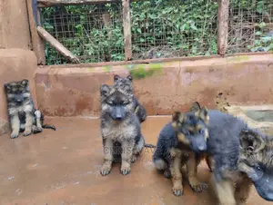 1-3 Months Male Purebred German Shepherd