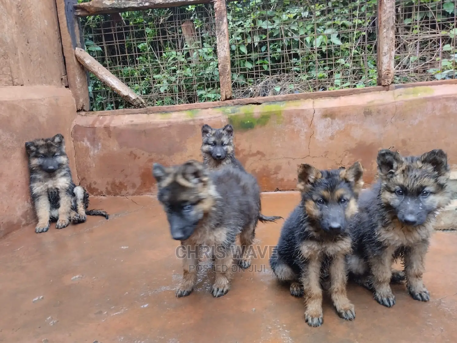 1-3 Months Male Purebred German Shepherd