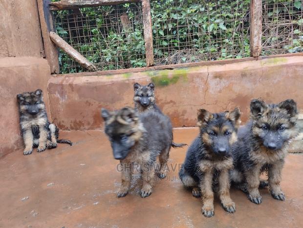 1-3 Months Male Purebred German Shepherd - thumbnail 4