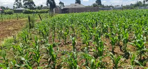 1⁄8 Plot for Sale in Sogomo Chepkoilel Eldoret