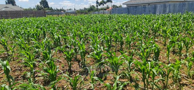 1⁄8 Plot for Sale in Sogomo Chepkoilel Eldoret - thumbnail 4