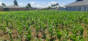 1⁄8 Plot for Sale in Sogomo Chepkoilel Eldoret