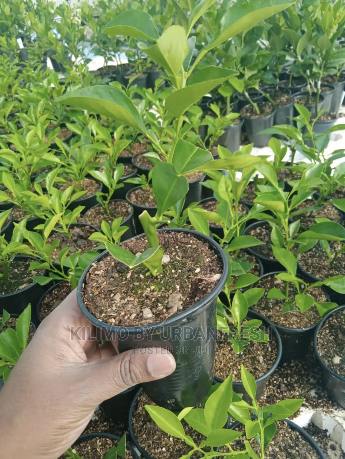 Sandalwood Tree Seedlings. Moq 5