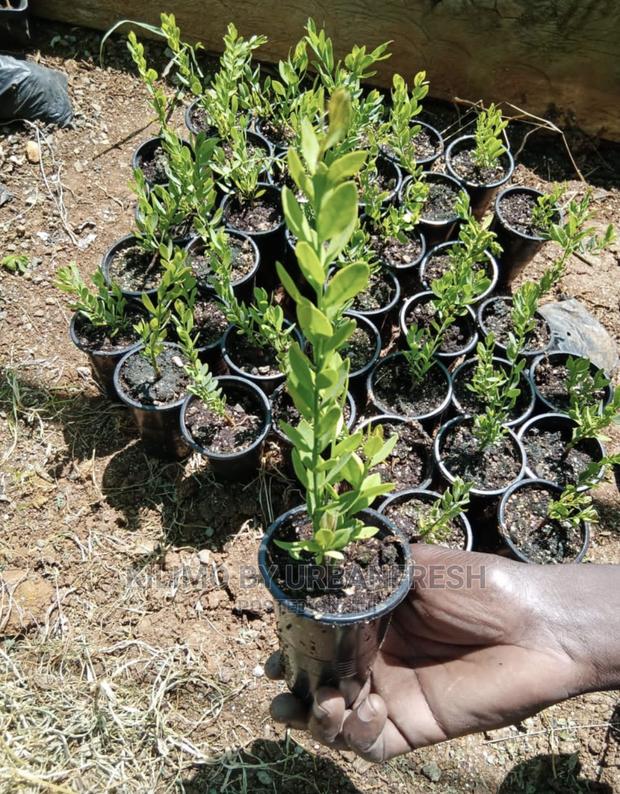 Sandalwood Tree Seedlings. Moq 5 - main view