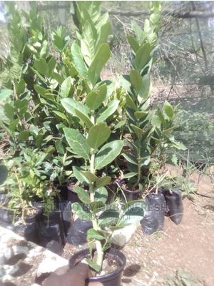 Olive Tree Seedlings Available Moq 5 - thumbnail 2