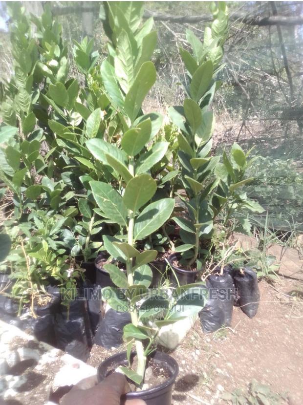 Olive Tree Seedlings Available Moq 5 - main view