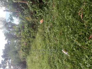 Roses Flower Farm Eldoret - thumbnail 2