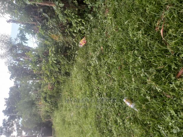 Roses Flower Farm Eldoret - main view