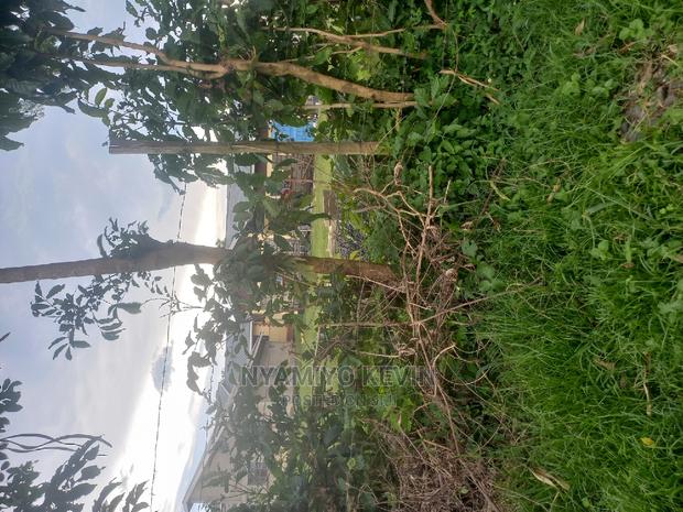 Roses Flower Farm Eldoret - thumbnail 5