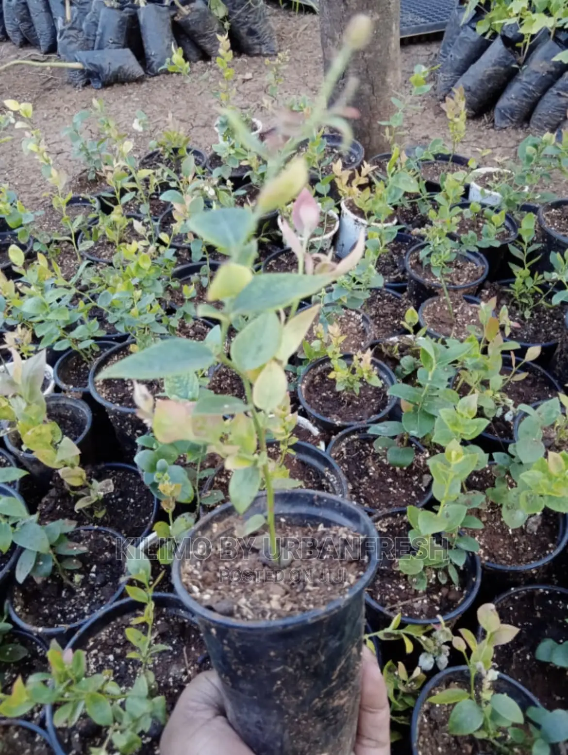Blue Berries Seedlings. Moq 5.