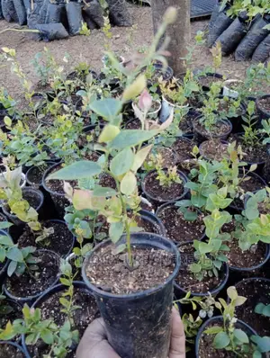 Blue Berries Seedlings. Moq 5.