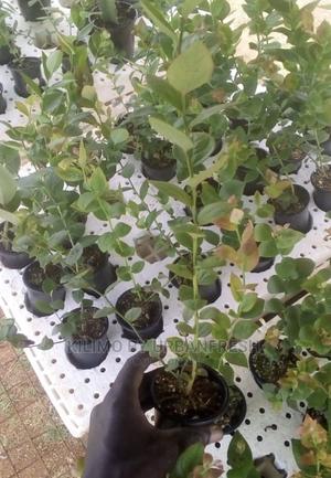 Blue Berries Seedlings. Moq 5. - thumbnail 2